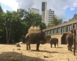 Elefanten im Berliner Zoo